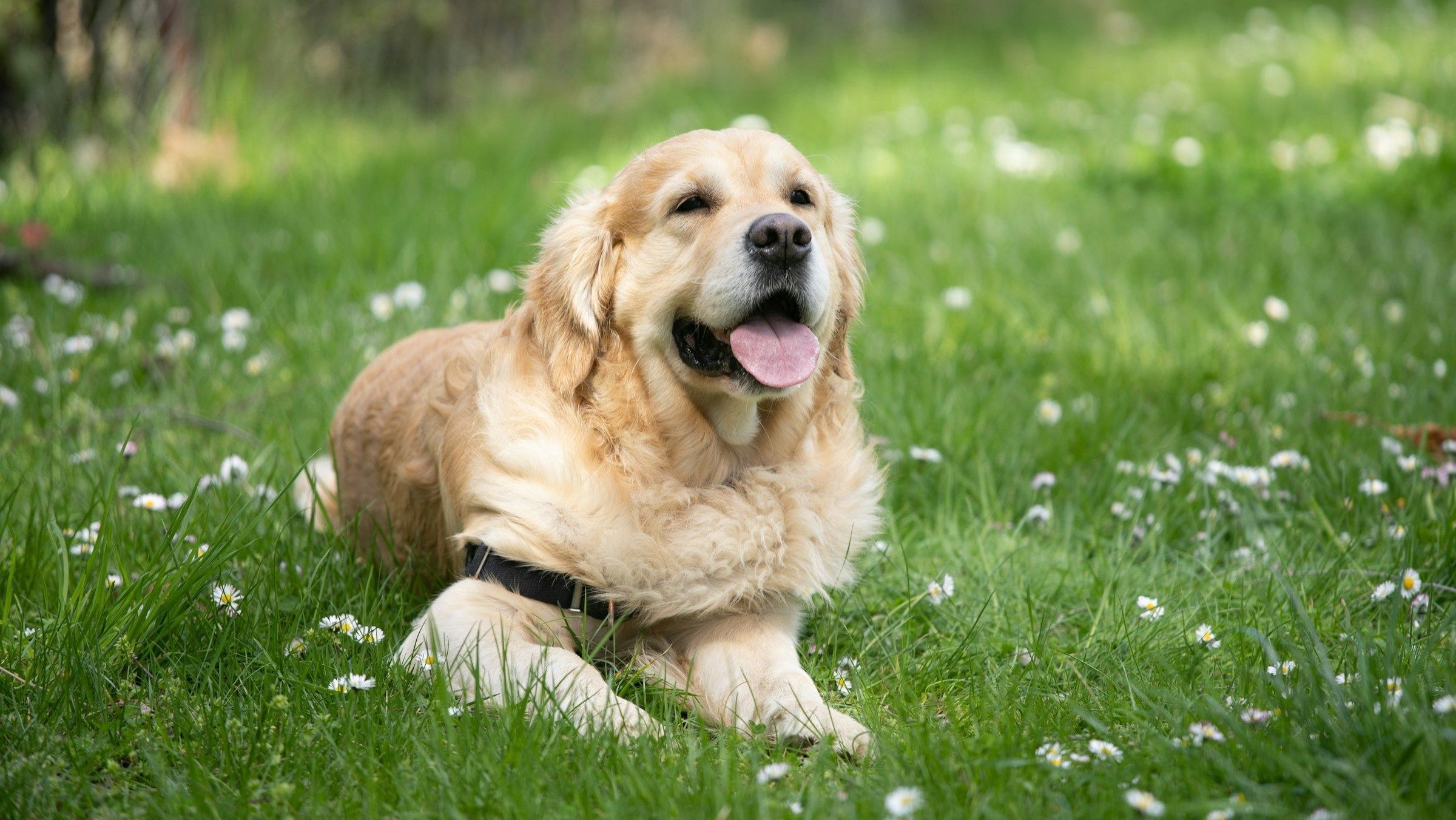 Nos três primeiros lugares do ranking estão as raças spitz-alemão-anão (também conhecida como lulu-da-pomerânia), rottweiler e golden retriever