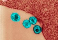 HIV: nova variante está circulando em três estados do Brasil, diz estudo