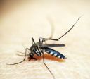 Estado de São Paulo registra mil mortes por dengue em 2025