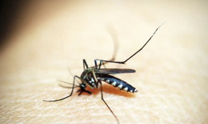 SP registra mais de 2 mil mortes por dengue em 2024, diz Ministério da Saúde