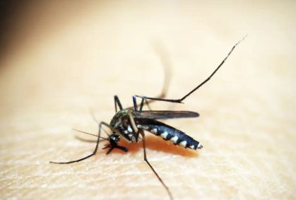 Febre amarela: como funciona a vacina e quem deve tomar