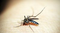 Picada de mosquitos: 5 dicas para se tornar menos atraente para eles
