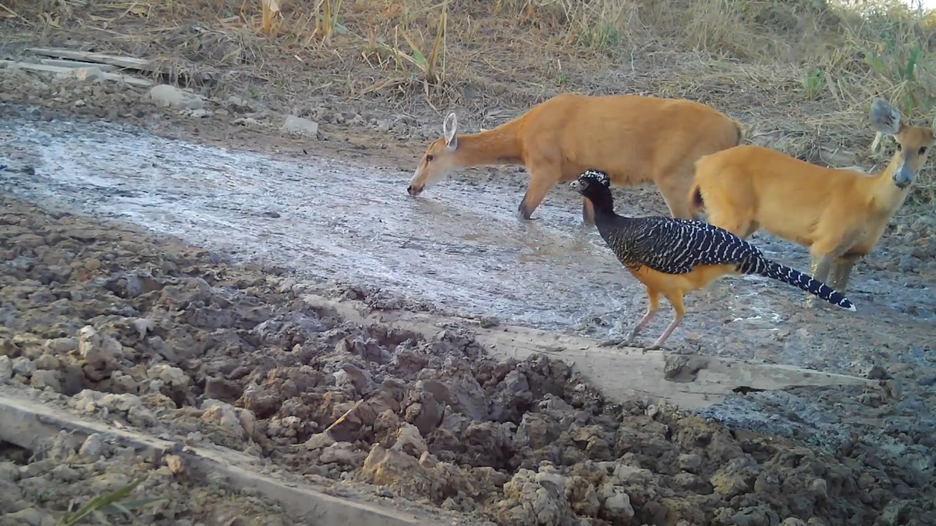 Animais Pantanal