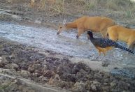 Seca no Pantanal: câmeras flagram animais em busca de água