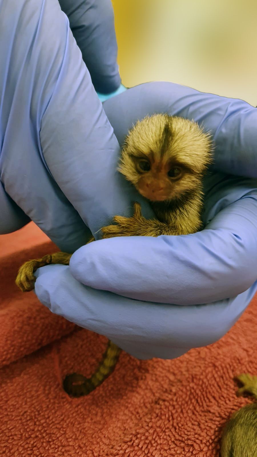 Um bebê sagui envolvido no estudo realizado por uma equipe da Universidade Hebraica. • David Omer Lab