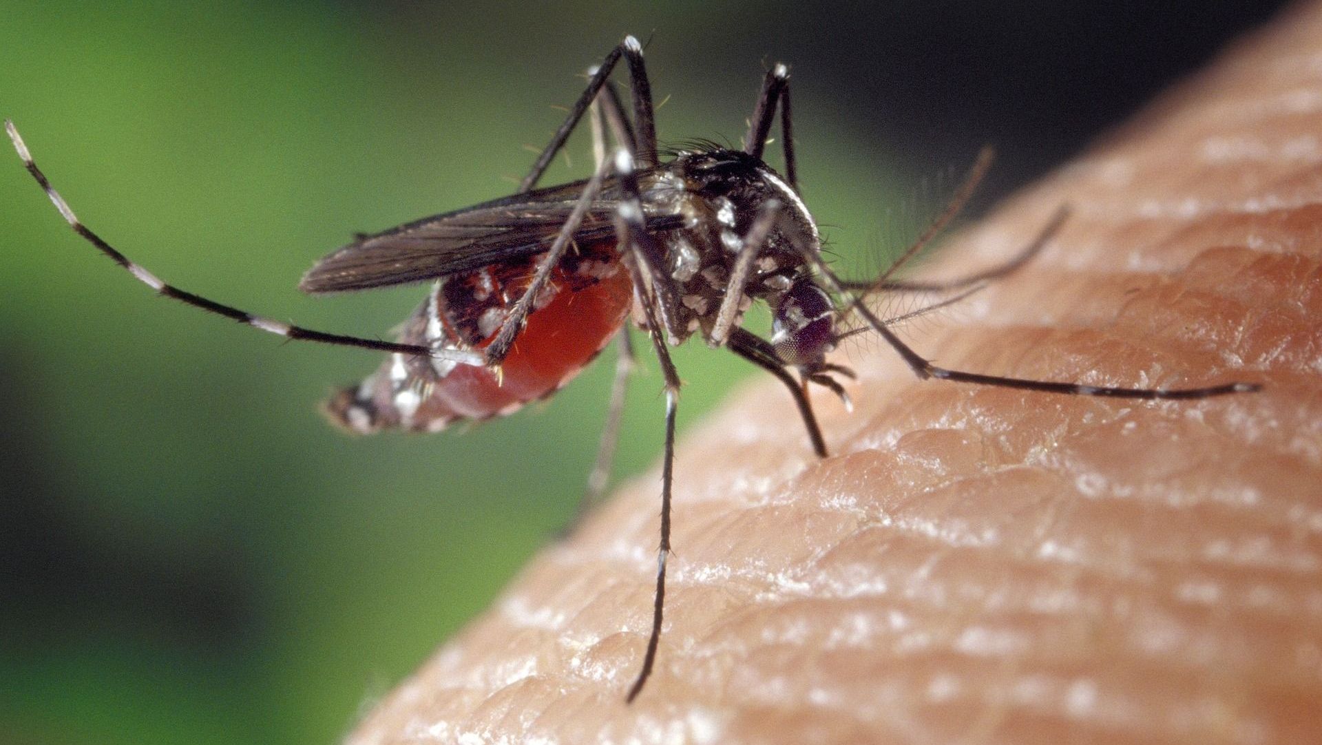 mosquito-1332382_1920