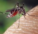 Com aval do Planalto, Congresso derruba veto à indenização por vírus Zika