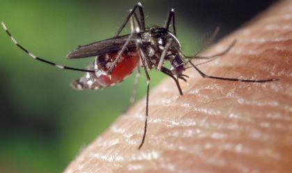 Dengue: SP, MG e PR concentram 73% dos casos