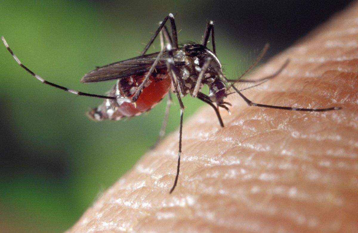 Dengue em SP: estado tem mais de 58 mil casos e 42 mortes em 2026