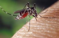 Zika: Butantan desenvolve anticorpo monoclonal que pode proteger gestantes