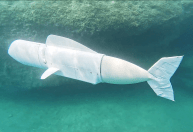 Conheça o peixe-robô que coleta DNA no fundo do oceano
