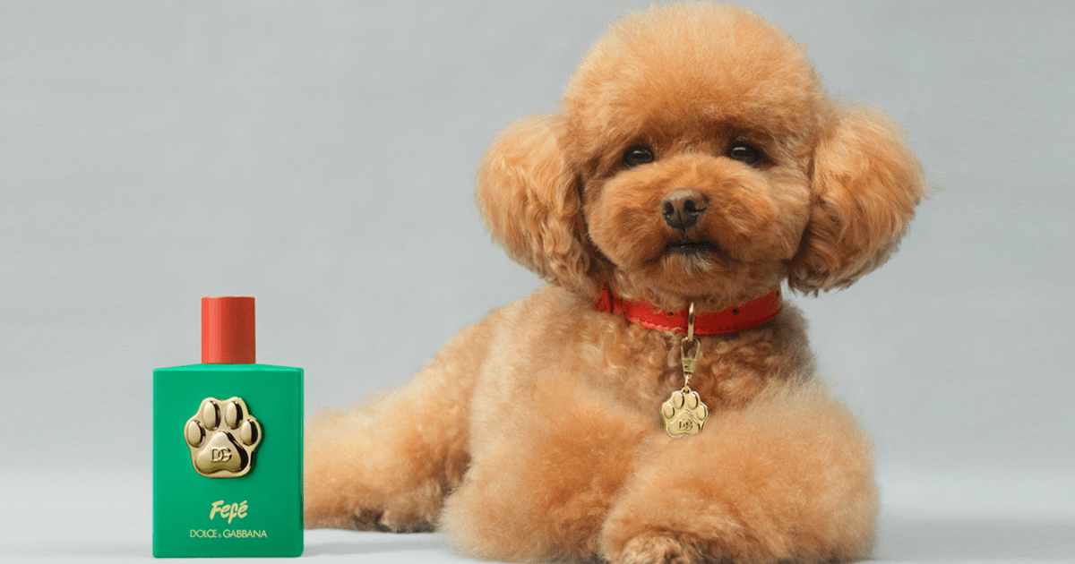 Dolce&Gabbana lança perfume para cachorros inspirado em pet de