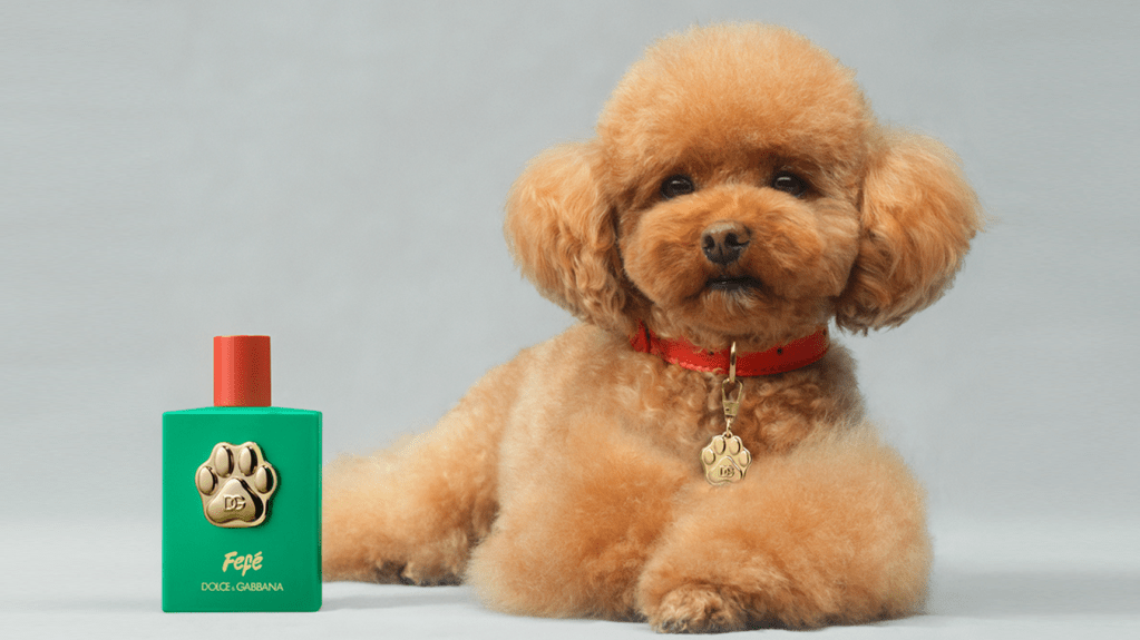 Dolce&Gabbana lança perfume para cachorros inspirado em pet de