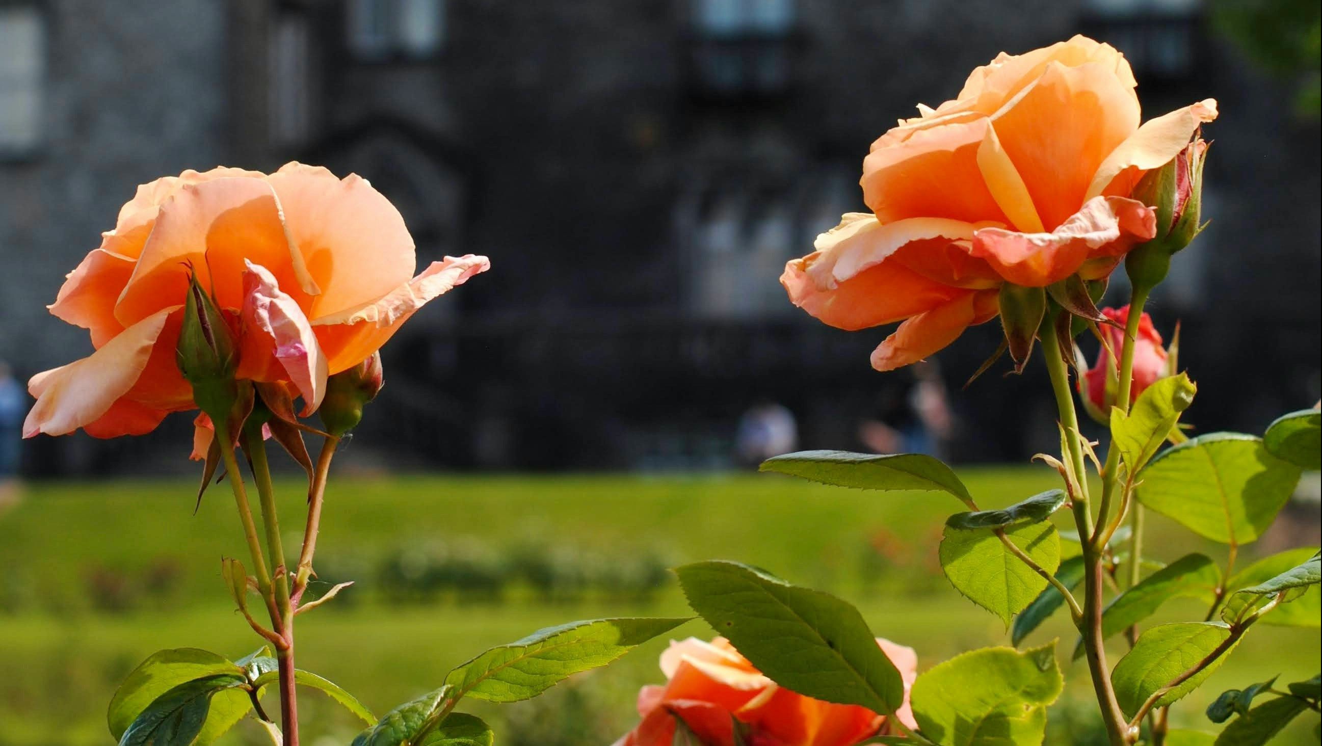 rosas