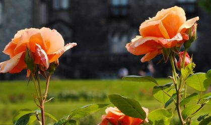 Cientistas descobrem origem dos espinhos das rosas e resolvem mistério botânico