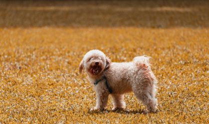 Qual o signo do seu cachorro? Conheça as características do seu "aumigo"