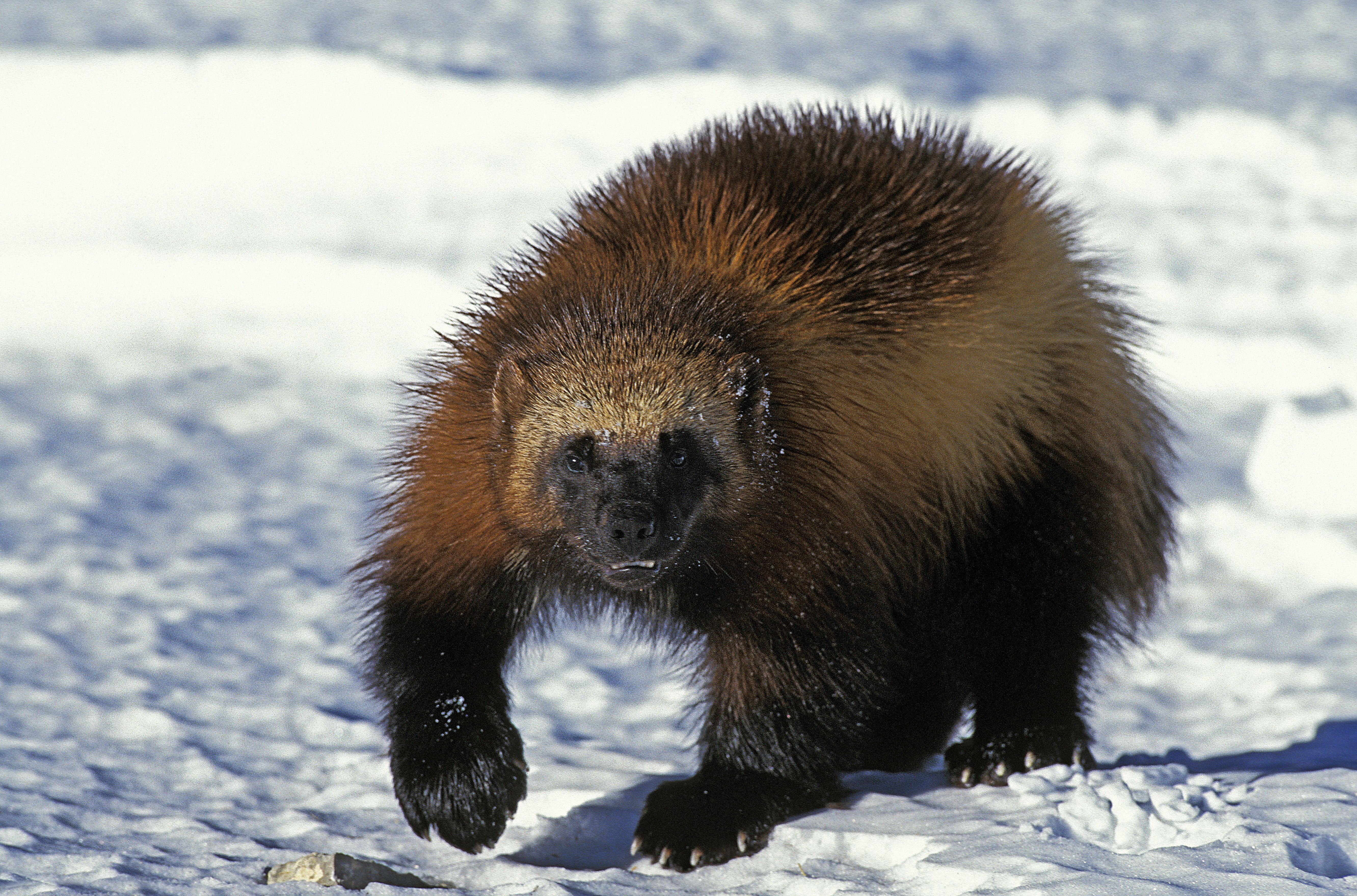 O wolverine, ou carcaju, exibe garras afiadas / slowmotiongli/Getty Images