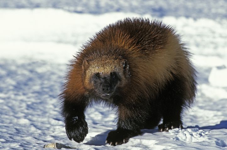 O wolverine, ou carcaju, exibe garras afiadas / slowmotiongli/Getty Images