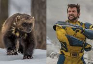 Wolverine: conheça o animal que inspirou criação do herói mutante