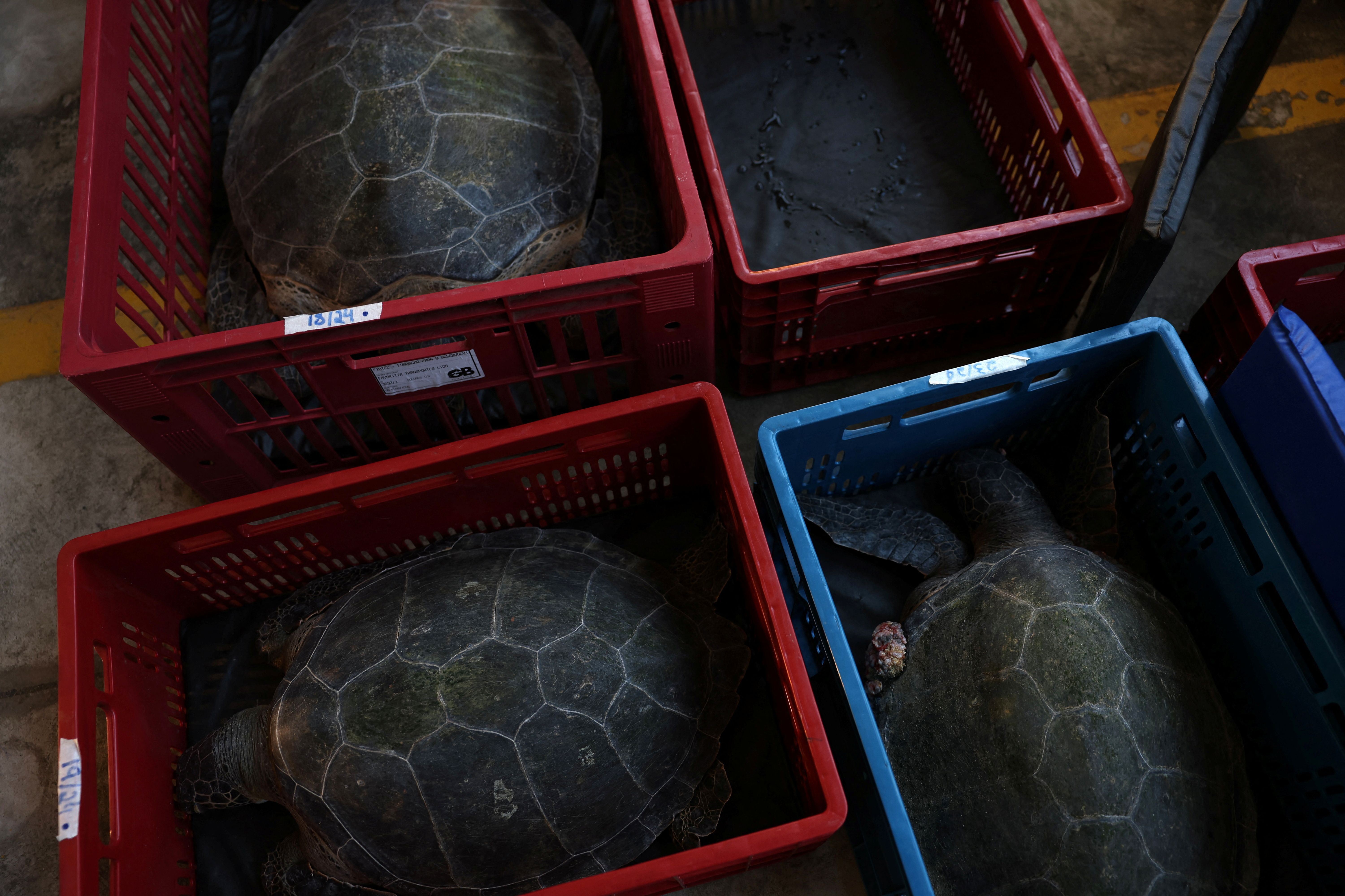 Tartarugas em caixas durante pesquisa para monitorar a saúde desses animais na Baía de Guanabara, no Rio de Janeiro