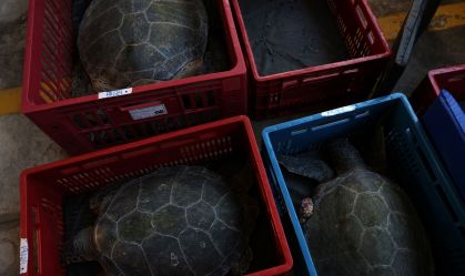 Qualidade da água melhora e tartarugas marinhas da Baía de Guanabara estão mais saudáveis