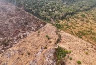 Justiça condena três suspeitos por desmatamento a reflorestar trecho da Amazônia