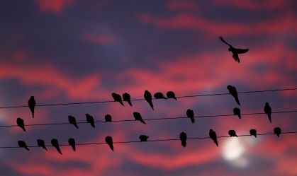 Cidade argentina enfrenta invasão de papagaios