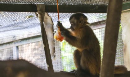 Fotos: animais ganham picolé e 'banho de chuva' para enfrentar calor em SP