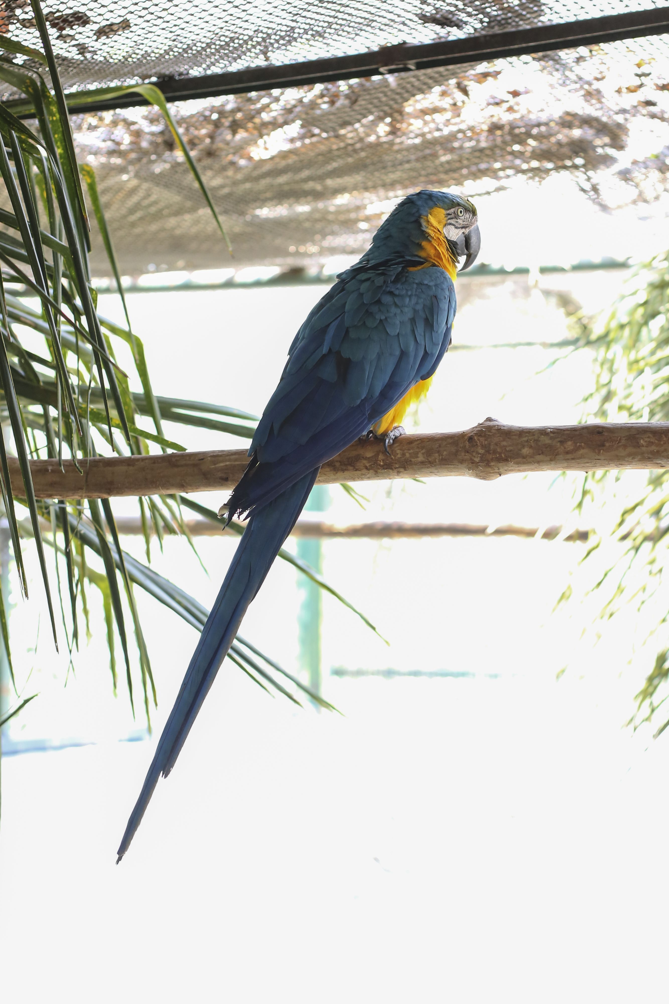 Cobertura de folhas naturais foi colocada sobre o viveiro de arara no Centro de Triagem e Reabilitação (Cetras) do Parque Ecológico do Tietê • Marcelo Camargo/Governo de São Paulo
