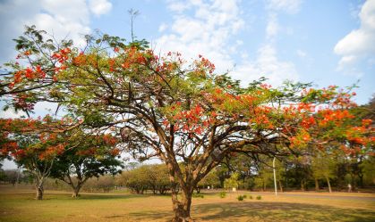 Chegada da primavera traz expectativa de melhora do calor e tempo seco