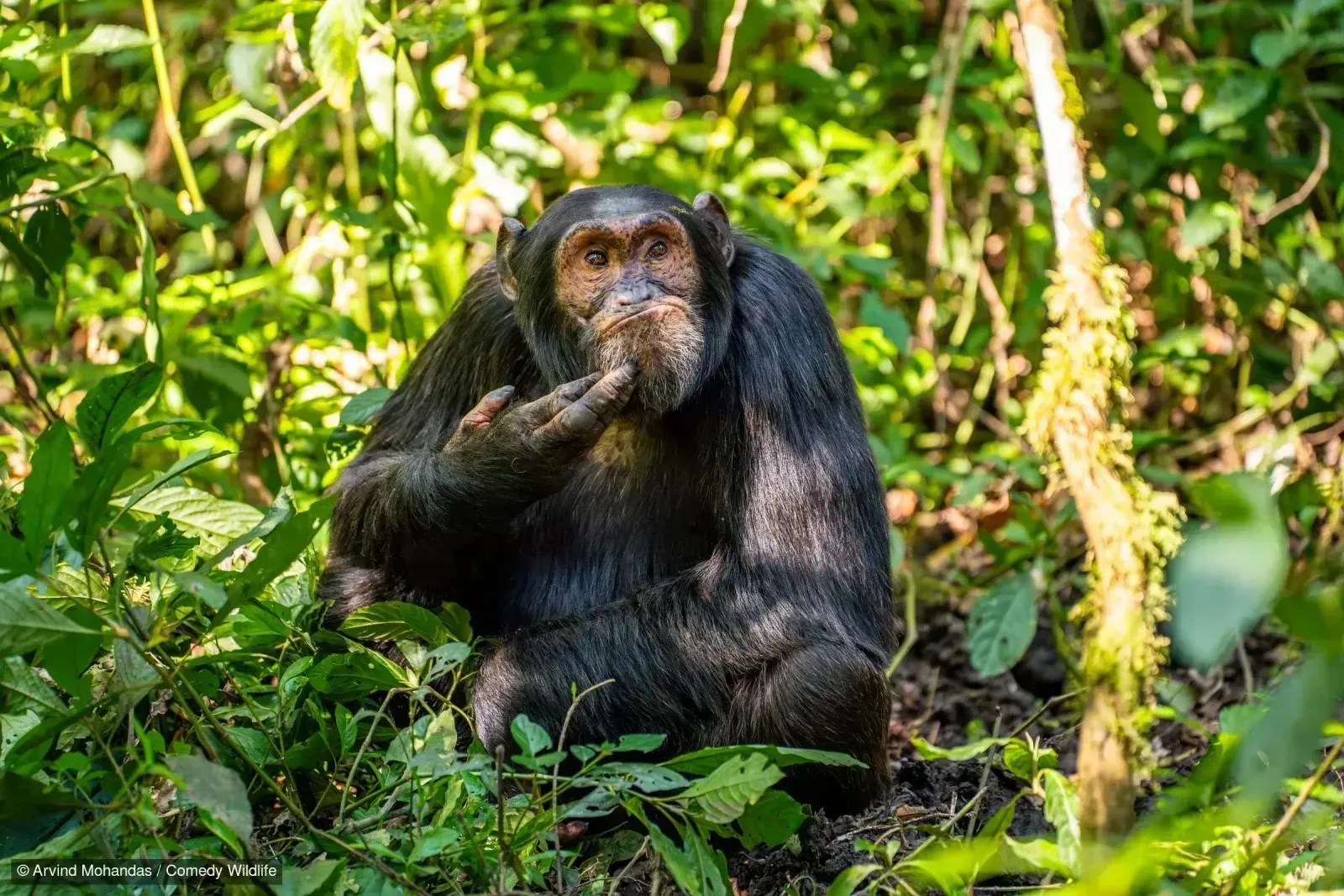 Arvind Mohandas - The Contemplative Chimpanzee