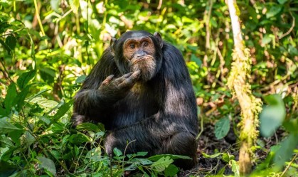 Arvind Mohandas - The Contemplative Chimpanzee