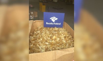 Receita Federal apreende 100 kg de barbatanas de tubarão em São Paulo