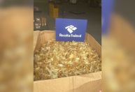 Receita Federal apreende 100 kg de barbatanas de tubarão em São Paulo