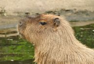 Capivara brasileira foge de zoológico na Inglaterra; equipes buscam o animal