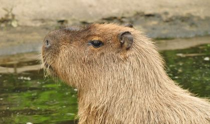 Capivara brasileira foge de zoológico na Inglaterra; equipes buscam o animal