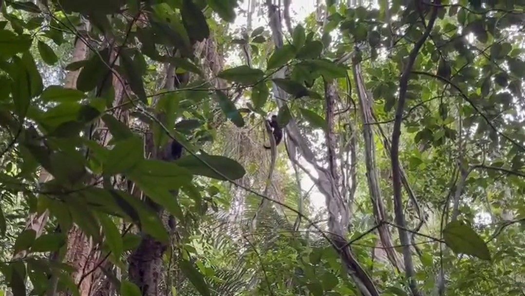 macacos dopados