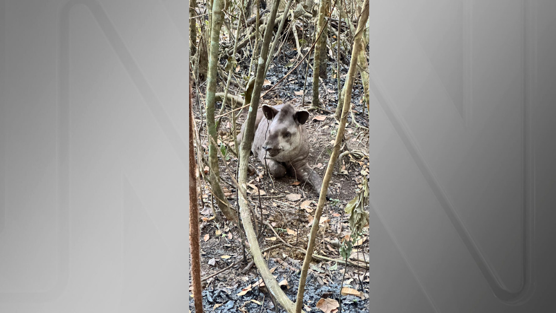 Imagem mostra anta encontrada no Parque Nacional de Brasília • Divulgação