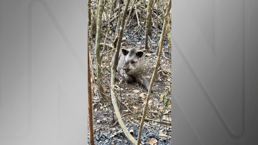 Imagem mostra anta encontrada no Parque Nacional de Brasília • Divulgação