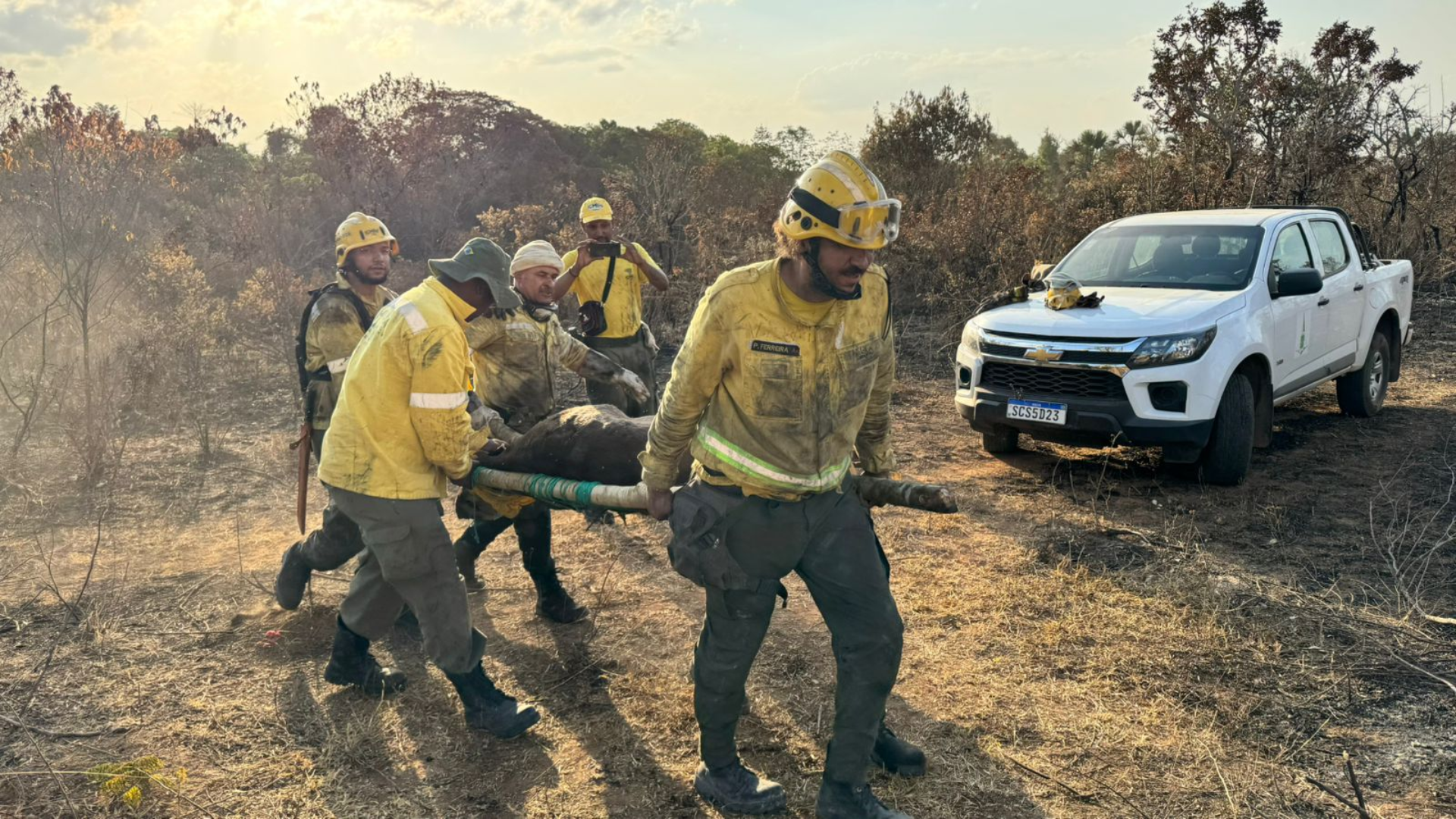Bombeiros resgatam anta no Parque Nacional de Brasília