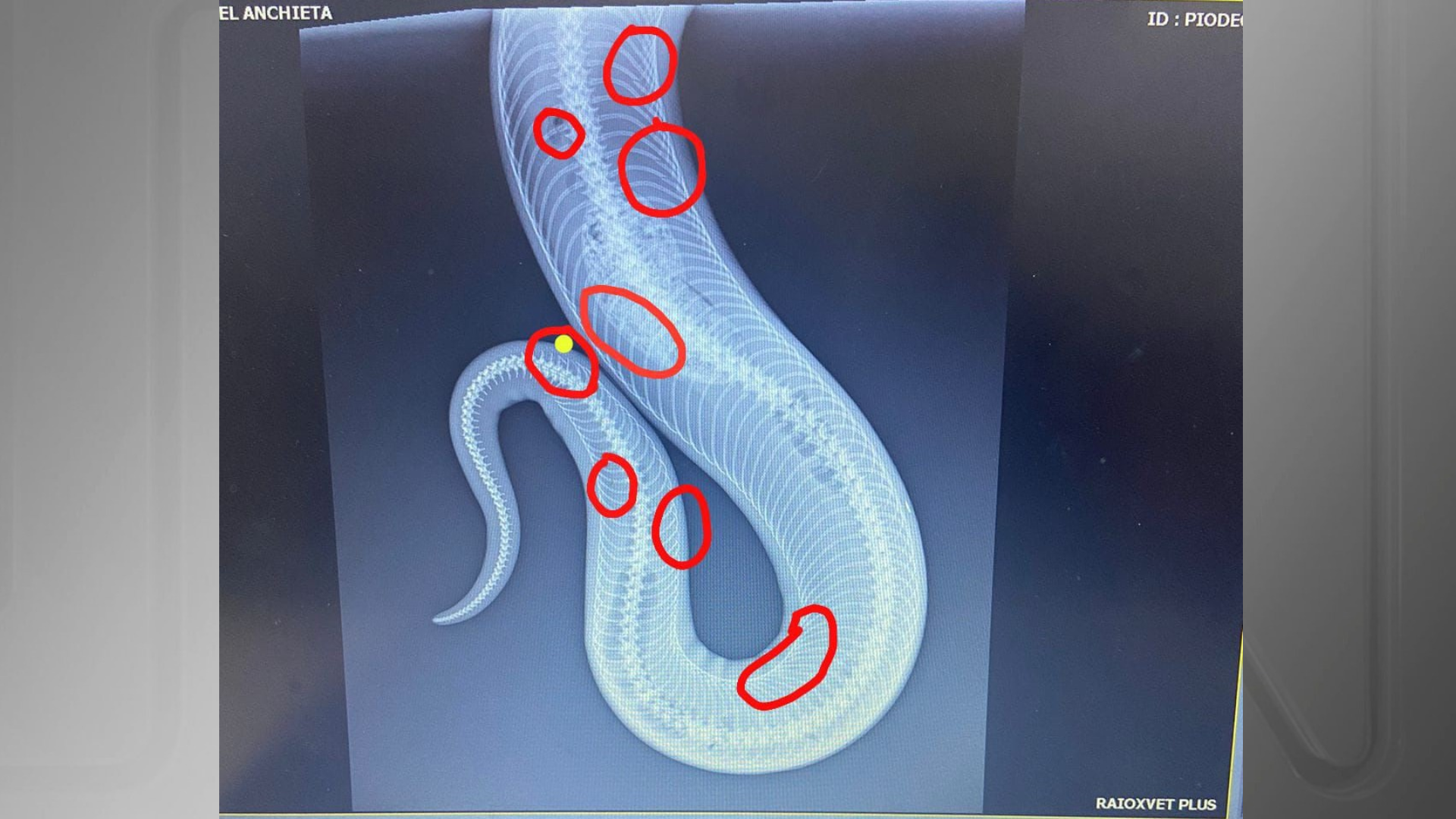 Radiografia feita em jiboia mostra diversas fraturas • Divulgação