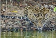 Onça Gaia: animal monitorado por ONG há 10 anos morre em queimada no Pantanal