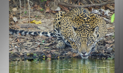 Onça Gaia: animal monitorado por ONG há 10 anos morre em queimada no Pantanal