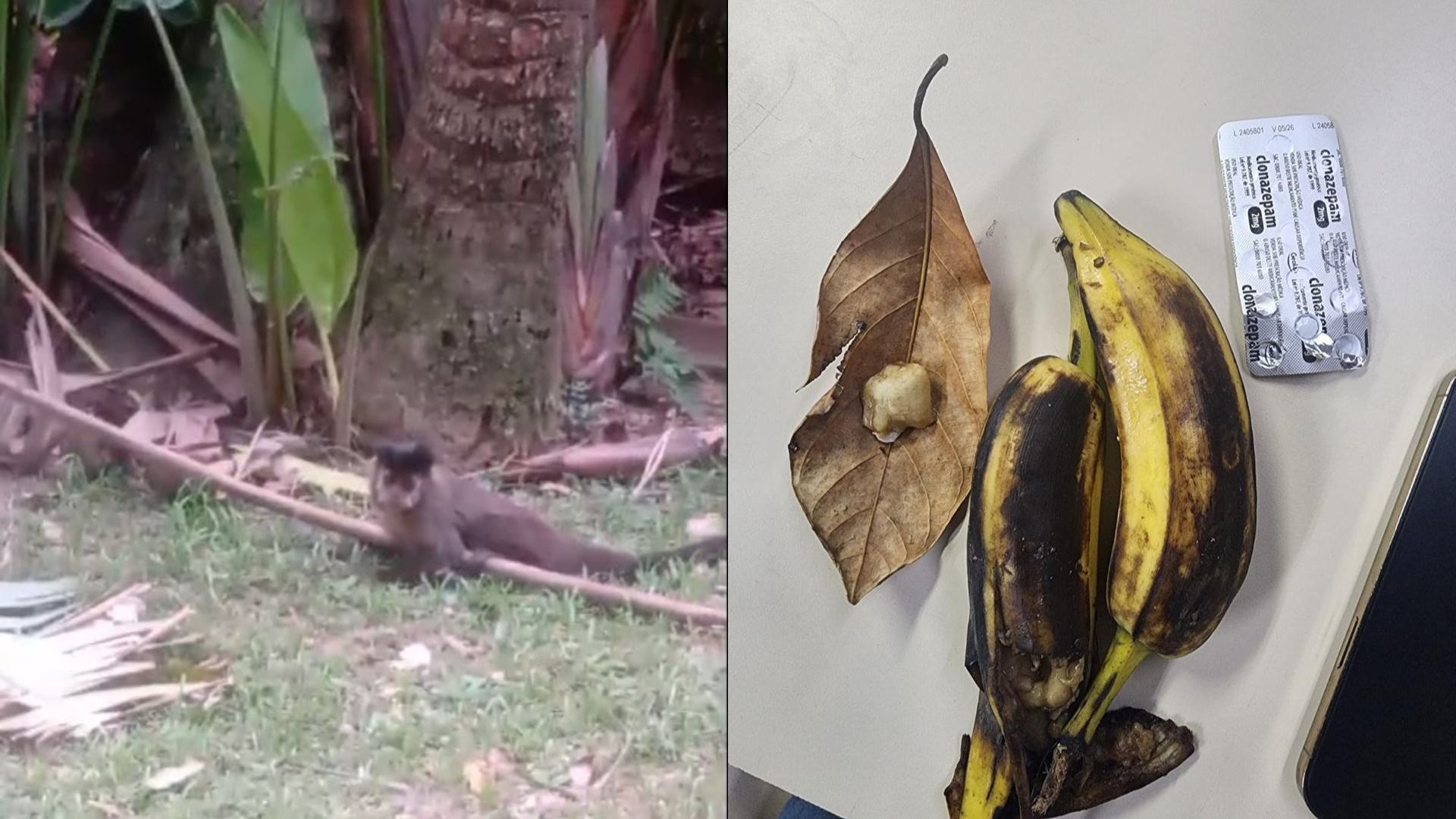 macaco dopado