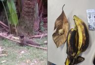 Casal suspeito de dopar macacos no Jardim Botânico é preso no Rio
