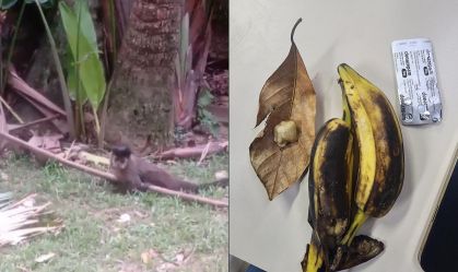 Casal suspeito de dopar macacos no Jardim Botânico é preso no Rio