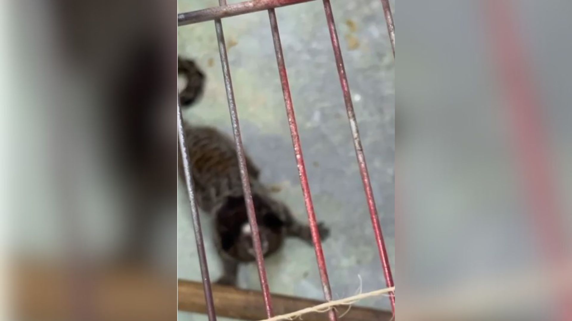 macaco enjaulado