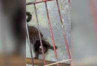 Homem é preso por manter macaco enjaulado em casa na Baixada Fluminense