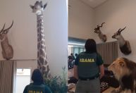 Girafa, búfalo e leão: Ibama apreende animais empalhados em casa de caçador