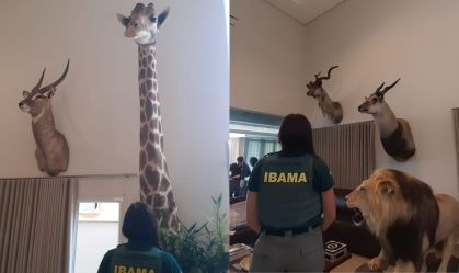 animais empalhados